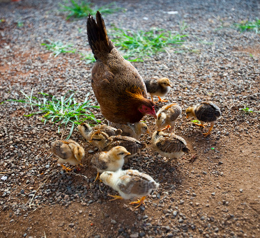 Broody with Chicks by Ha-Wee Broody w Chicks by Ha-Wee 1